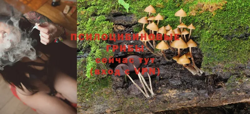 цены наркотик  Качканар  Галлюциногенные грибы Psilocybe 